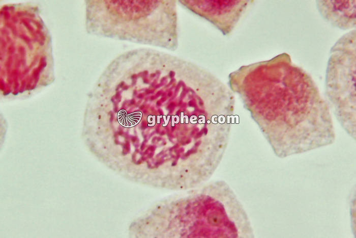 Mitose cellules de racine d'Ail - Prophase x800 - gryphea.org